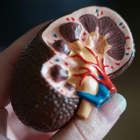 Man sieht das Modell einer Niere, die in der Hand gehalten wird.