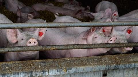 Schweine in einer Zuchtanlage eines Bauernhofes. (Foto: Getty Images, Thinkstock -)