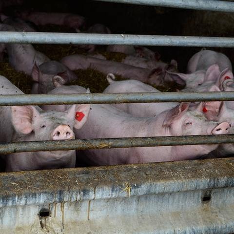 Schweine in einer Zuchtanlage eines Bauernhofes. (Foto: Getty Images, Thinkstock -)