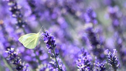 Falter mit Lavendel.  (Foto: dpa Bildfunk, Picture Alliance)