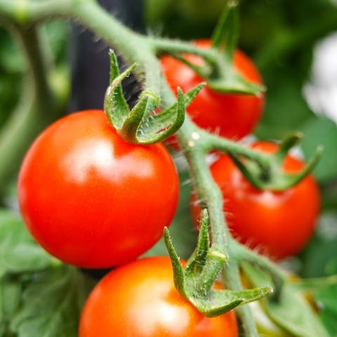 Drei rote Tomaten sind im Close-up vor grünen Blättern zu sehen.  (Foto: Unsplash/ Jeremy Bezanger)
