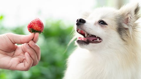 Einem Hund wird eine Erdbeere entgegengehalten (Foto: Adobe Stock/ mraoraor)