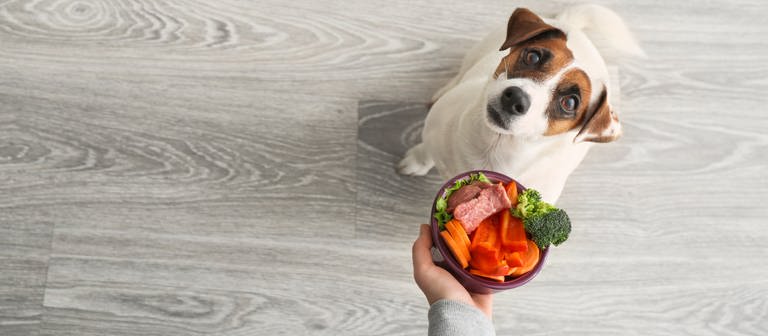 Eine Person hält einem Hund einen Napf mit Gemüse und Fleisch entgegen. Der Hund blickt auf den Napf. (Foto: Adobe Stock/ Pixel-Shot)