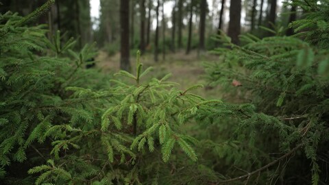 Tannenbäume im Wald binden Kohlenstoffdioxid und wandeln ihn in Sauerstoff um. (Foto: SWR)