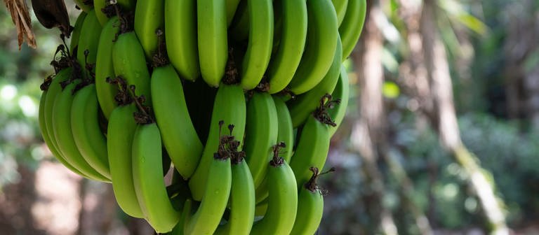 Zu sehen sind Bananen auf einer Plantage (Foto: Adobe Stock)