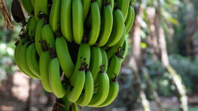 Zu sehen sind Bananen auf einer Plantage (Foto: Adobe Stock)