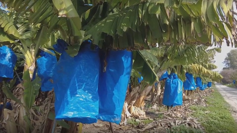 Bananen werden auf Plantagen mit Plastiktüten geschützt (Foto: SWR)