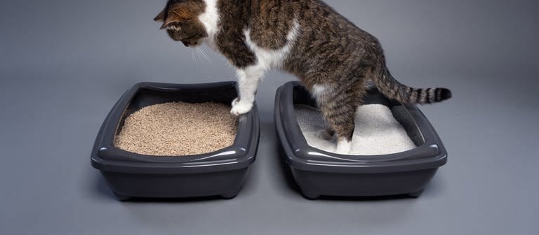 Eine Katze steht auf zwei Behältnissen mit Katzenstreu. (Foto: Colourbox)