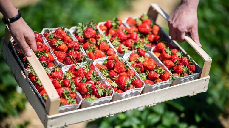Zwei Hände tragen eine Steige Erdbeeren gefüllt mit Erdbeerschälchen über eine Selbstpflücker-Erdbeerfeld. (Foto: dpa Bildfunk, Picture Alliance)