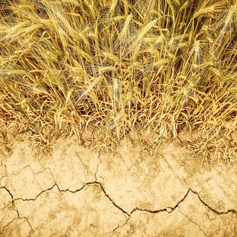 Unter einem Gerstefeld reißt der ausgetrocknete Boden auf. Knappes Wasser ist auch in Deutschland ein wachsendes Problem. (Foto: IMAGO, Christian Ohde)