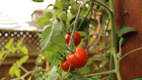 Drei rote Tomaten hängen an einem Stock in beinem Garten.