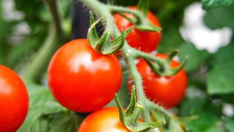 Drei rote Tomaten sind im Close-up vor grünen Blättern zu sehen. 