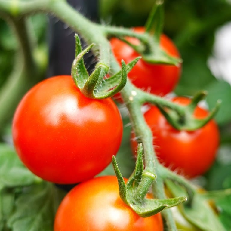 Drei rote Tomaten sind im Close-up vor grünen Blättern zu sehen. 