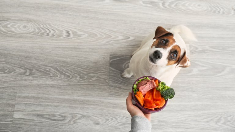 Eine Person hält einem Hund einen Napf mit Gemüse und Fleisch entgegen. Der Hund blickt auf den Napf.