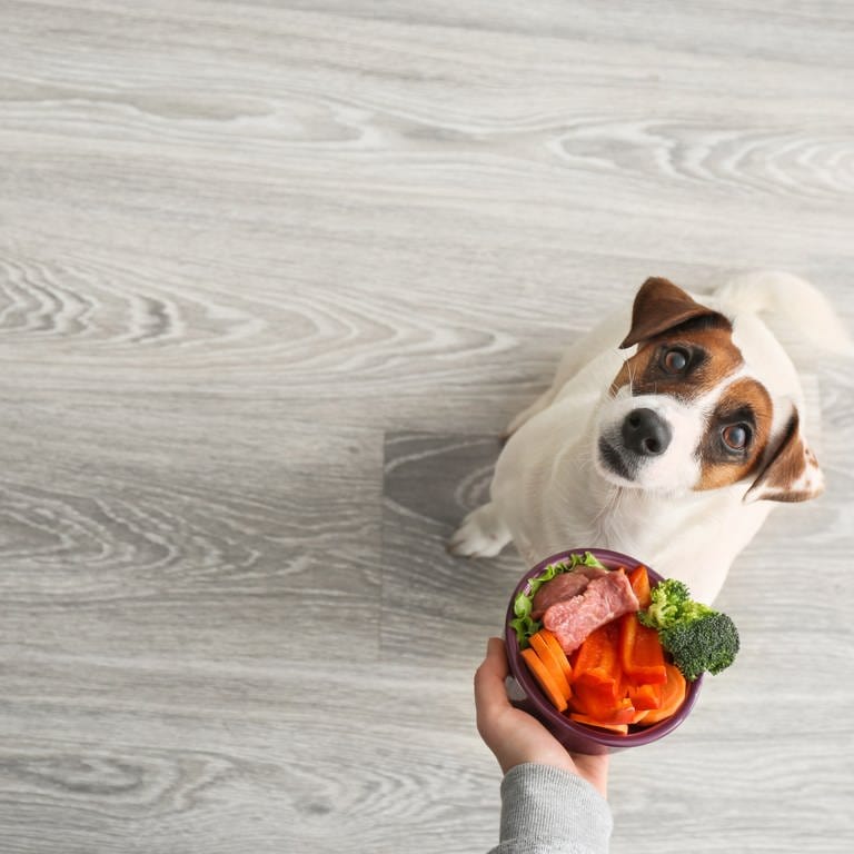 Eine Person hält einem Hund einen Napf mit Gemüse und Fleisch entgegen. Der Hund blickt auf den Napf.