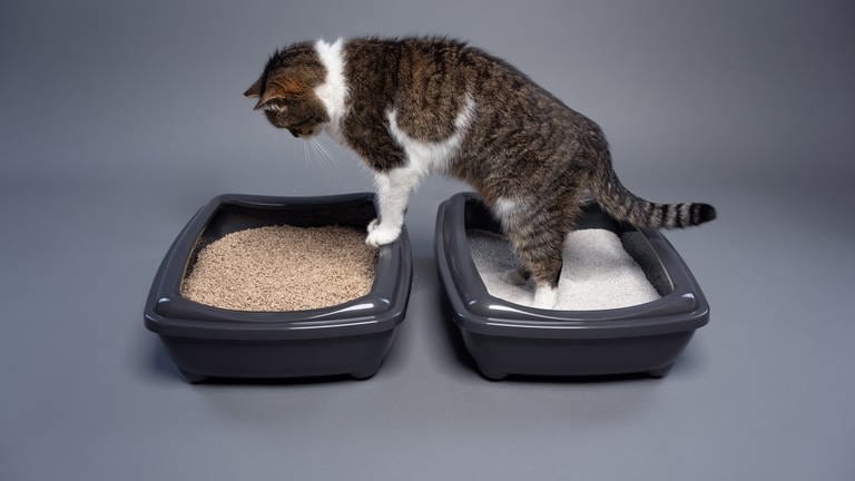 Eine Katze steht auf zwei Behältnissen mit Katzenstreu.