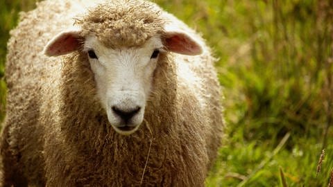 Ein Schaf steht primär in der linken Bildhälfte auf einer Wiese. Wolle für Funktionskleidung. (Foto: Unsplash/ Jai Hill)