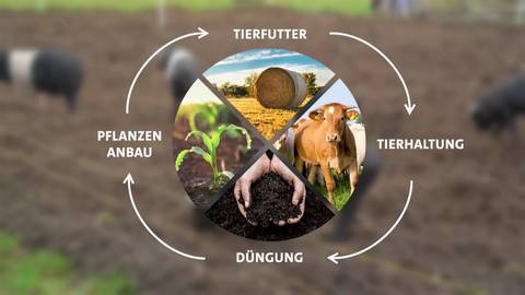Eine Graphik beschreibt die Kreislaufwirtschaft wie sie in der Bio-Landwirtschaft genutzt wird. Jedes Viertes Eines Kreises steht für eine andere Komponente. Im oberen viertel des Kreises steht ein Heuballen für Tierfütter, im Uhrzeigersinn rechts ist eine Kuh für die Tierhaltung zu sehen. Unten ist ein Bild von Erde für die Dünung und im linken Viertel keine Pflanzen für den Pflanzenanbau. Der Kreis ist außen mit Pfeilen beschriftet. (Foto: SWR)
