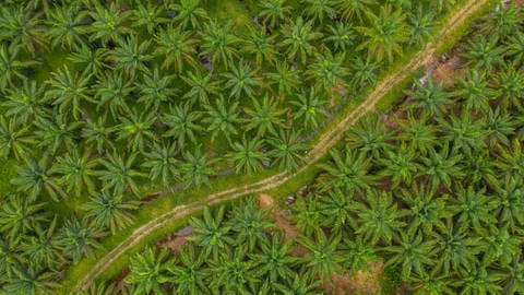Aus der Vogelperspektive sieht man eine Ölpalmen Plantage, in der sich die Palmen angebaut in einer Monokulur aneinanderreihen. Durch die Palmölplantage ziht sich ein Landwirtschaftlicher Weg. Die geringe Artenvielfalt ist schlecht für die Umwelt. Aus dem palmen wird Palmöl gewonnen.
