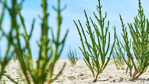 Mehrere kleine Büsche Meeresspargel, Salicornia europaea, waschen an einem Küstenstreifen. Das Gebiet wird immer wieder mit salzhaltigem Meerwasser überschwemmt aber der Meeresspargel, auch Queller gennant, ist salztolerant.
