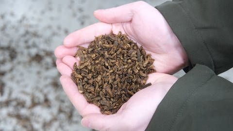 Ein Mitarbeiter der Insektenfarm Madebymade hält abgestorbene Larven der schwarzen Soldatenfliege als Tierfutter in der Hand.