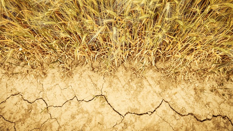 Unter einem Gerstefeld reißt der ausgetrocknete Boden auf. Knappes Wasser ist auch in Deutschland ein wachsendes Problem.