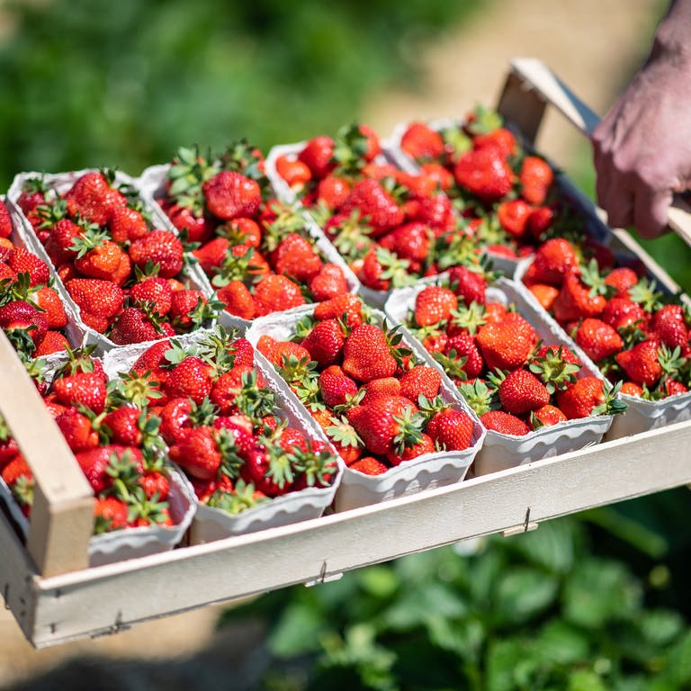 Zwei Hände tragen eine Steige Erdbeeren gefüllt mit Erdbeerschälchen über ein Selbstpflücker-Erdbeerfeld.