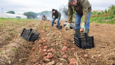 Süßkartoffeln werden inzwischen überall auf auf der Welt geerntet, auch in Europa (Foto: IMAGO, Pond5 Images)