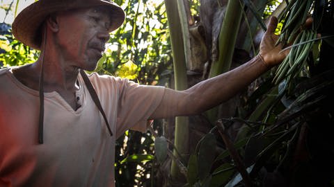 Mann hält grüne Vanillestangen in der hand, die noch am Baum hängen (Foto: IMAGO, Le Pictorium)