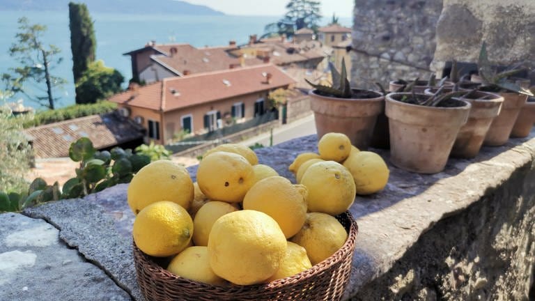 Zitronen vom Zitronenhaus La Malora (Foto: SWR)