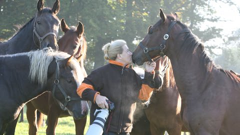 Frau mit sechs braunen Pferden auf Koppel (Foto: SWR, SWR Ortsmarke Saignelégier, Schweiz)