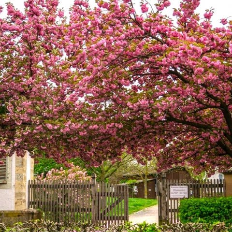 Blühende Obstbäume (Foto: SWR)