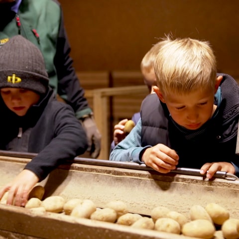 Hofgeschichten Kartoffelsortieren für Kinder (Foto: SWR)