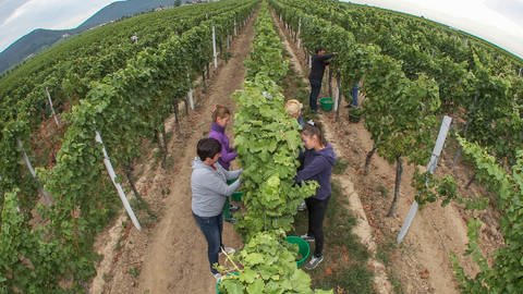 Weintrauben der Sorte Bacchus werden im Weinberg bei Edesheim gelesen.  (Foto: dpa Bildfunk, Picture Alliance)