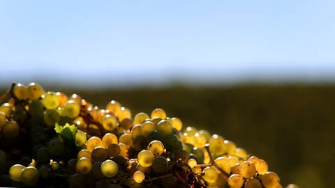 Weintrauben der Sorte Bacchus in Franken.  (Foto: dpa Bildfunk, Picture Alliance)