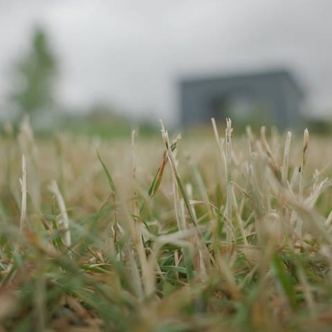 vertrocknetes Gras