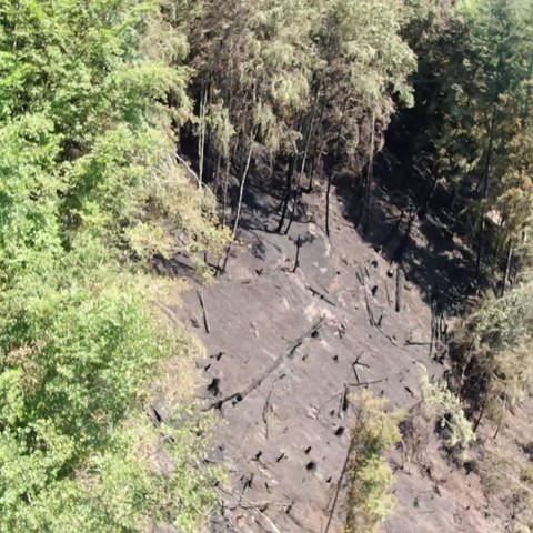 verbrannte Waldstelle (Foto: SWR)