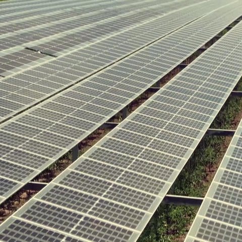 Photovoltaik (Foto: SWR)
