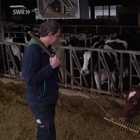 Bauer kümmert sich um Kühe