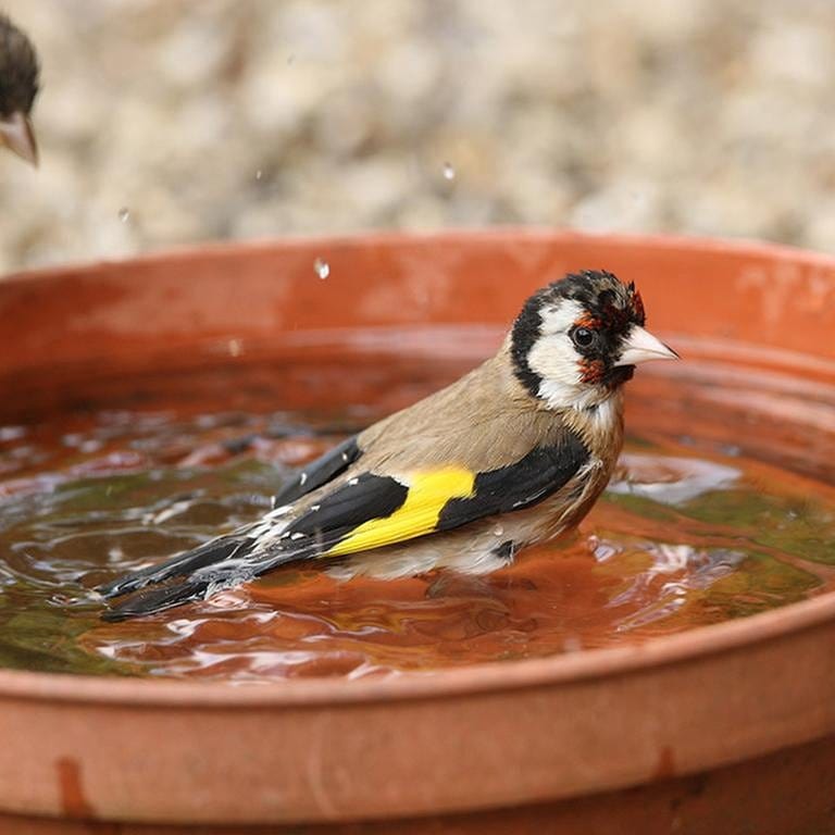 Vögel in einem Blumentopfuntersetzer mit Wasser.