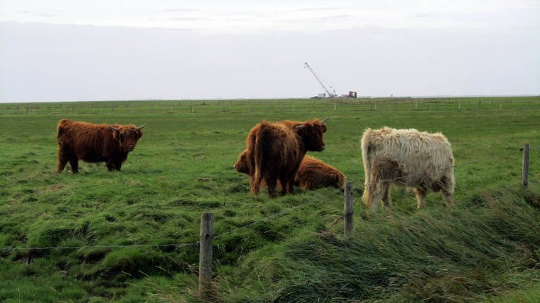 Schottische Hochlandrinder sollen ganzjährig auf der Hallig angesiedelt werden.
