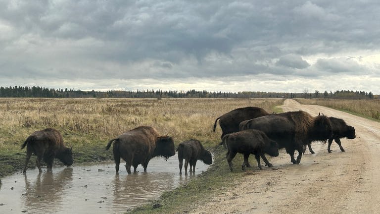 Bisons gibt es heutzutage nur noch im Riding Mountain National Park.