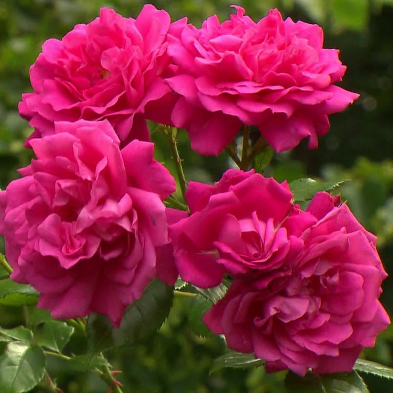 Pinkfarbene Rosen an Strauch im Garten