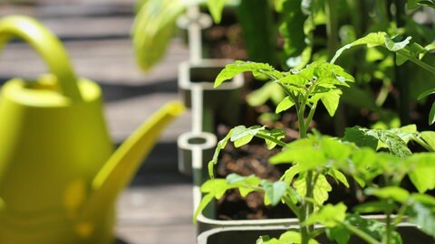 Foto: Colourbox verschiedene Tomatenpflanzen (Foto: Colourbox)