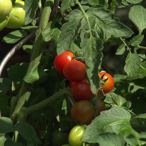 Tomaten im Sommer (Foto: SWR)