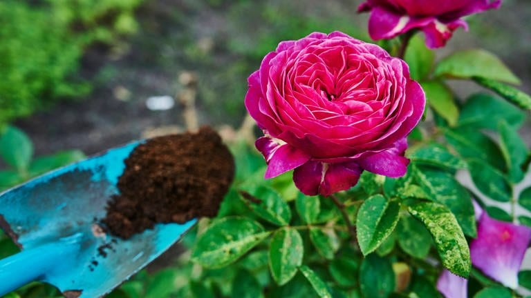 Rosen organisch düngen - im April beginnen