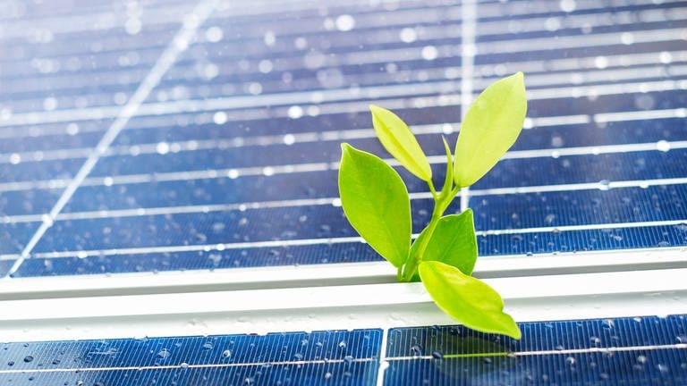 Photovoltaik: Pflanze wächst zwischen Solarpanel