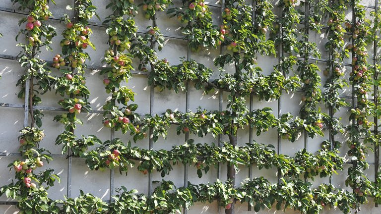 Obstspalier im Garten bietet Sichtschutz und Obst 