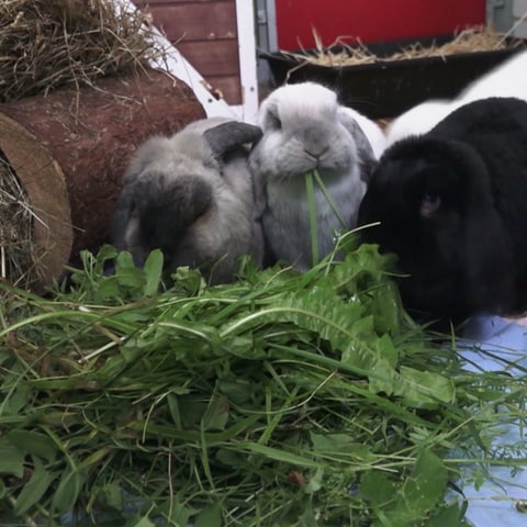 Kaninchen fressen Grünzeug im Kleintierhaus des Tierheims Esslingen