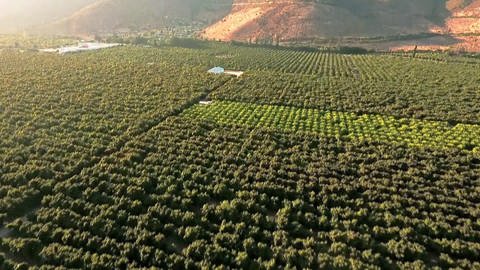 Riesige Avocado-Plantage - Monokultur aus der Luft gesehen